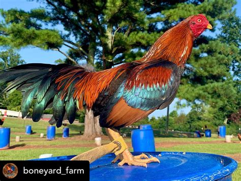 pointing gamefowl
